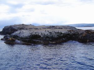 Pingüinos en su hábitat